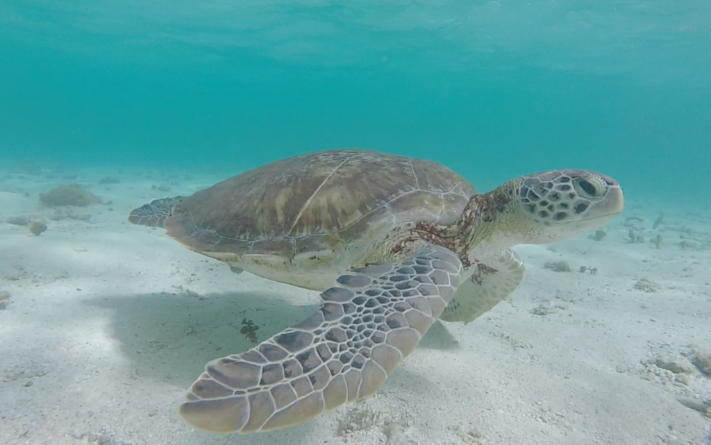 L'observation et le respect de la faune sous-marine est très important pour nous.